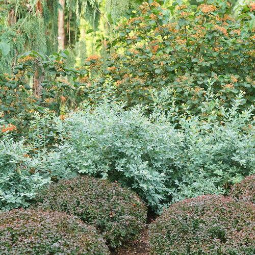 Vaccinium corymbosum 'NC4499' ~ Splendid!™ Blue Blueberry-ServeScape