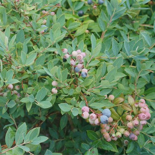 Vaccinium corymbosum 'NC4499' ~ Splendid!™ Blue Blueberry-ServeScape