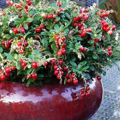 Vaccinium vitus-idaea 'Red Candy' ~ Red Candy Lingonberry-ServeScape