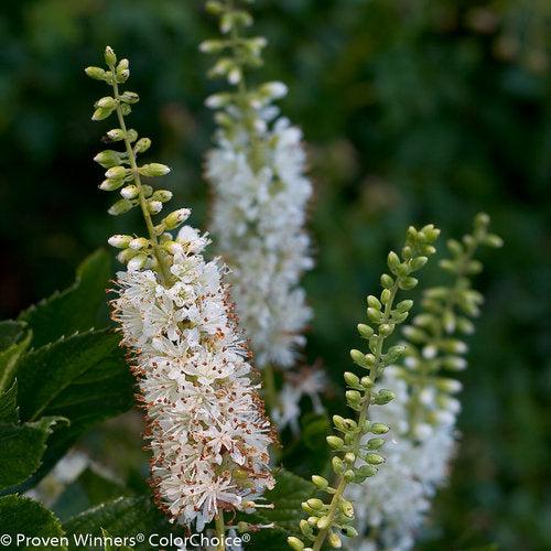 Clethra alnifolia 'Caleb' ~ Vanilla Spice® Summersweet-ServeScape