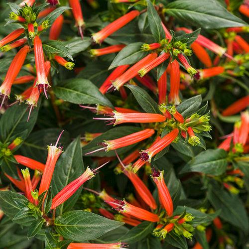 Cuphea hybrid 'Cupver’ ~ Vermillionaire® Cuphea-ServeScape