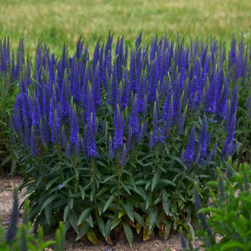 Veronica 'Wizard of Ahhs' PP31044 ~ PW® Magic Show® Wizard of Ahhs Veronica-ServeScape