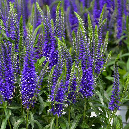 Veronica 'Wizard of Ahhs' PP31044 ~ PW® Magic Show® Wizard of Ahhs Veronica-ServeScape