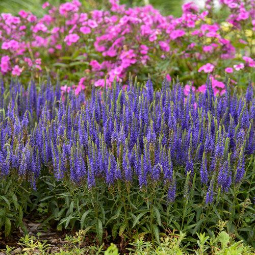 Veronica 'Wizard of Ahhs' PP31044 ~ PW® Magic Show® Wizard of Ahhs Veronica-ServeScape