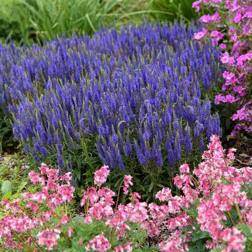 Veronica 'Wizard of Ahhs' PP31044 ~ PW® Magic Show® Wizard of Ahhs Veronica-ServeScape