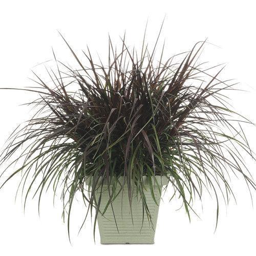Pennisetum purpureum 'Tift-8' ~ PW® Vertigo® Napier Grass-ServeScape