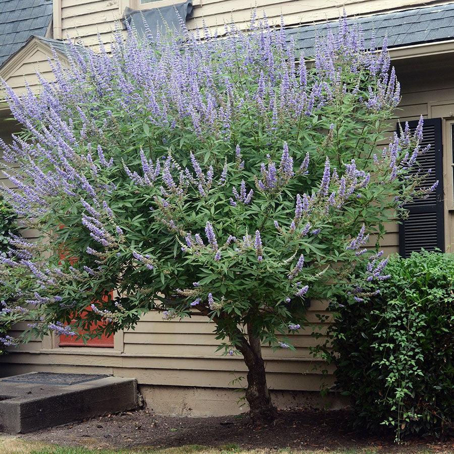 Vitex agnus-castus ~ Chaste Tree-ServeScape