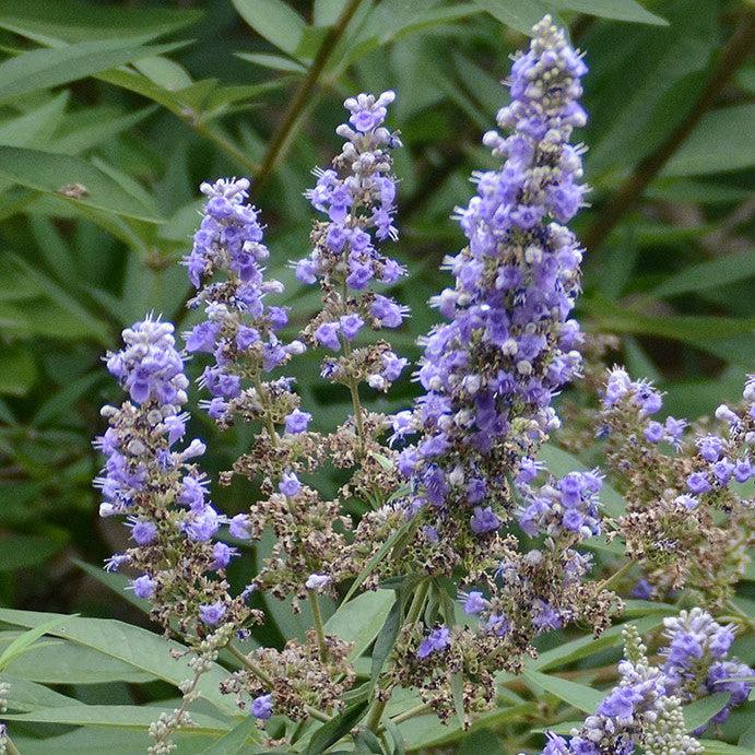 Vitex agnus-castus ~ Chaste Tree-ServeScape