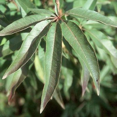 Vitex agnus-castus ~ Chaste Tree-ServeScape