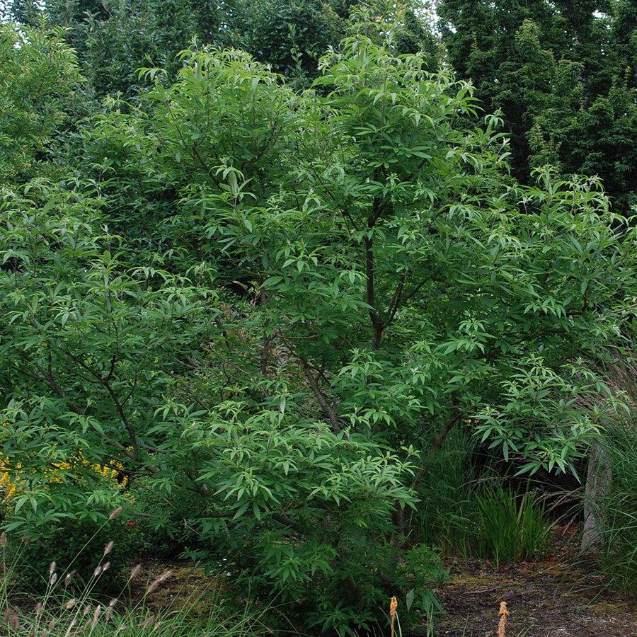 Vitex agnus-castus ~ Chaste Tree-ServeScape