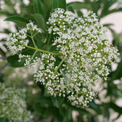 Viburnum x 'NCVX5' ~ Yardline™ Viburnum-ServeScape