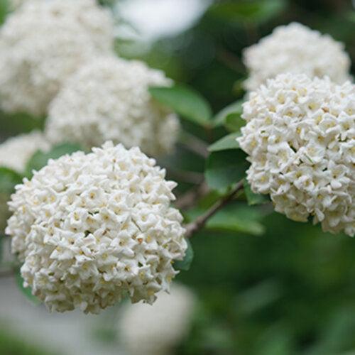 Viburnum carlesii 'SMNVCST' USPP 36,732 ~ Spice Cowboy® Korean Spice Viburnum-ServeScape