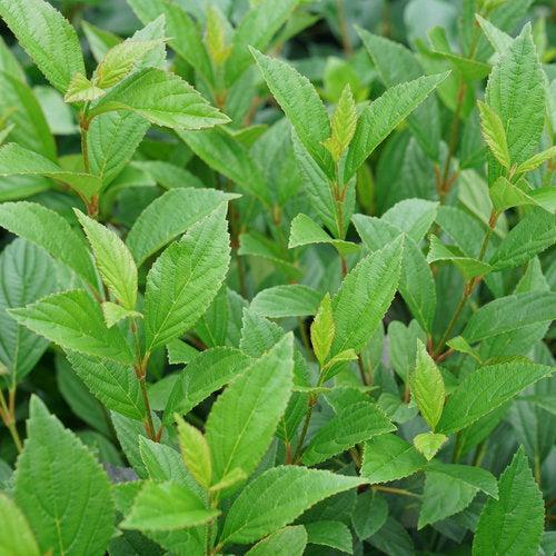 Viburnum x 'NCVX4' PP 33,229 ~ Sweet Talker® Viburnum-ServeScape