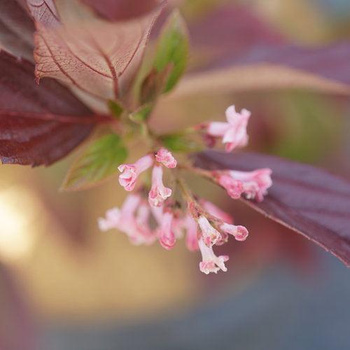 Viburnum x 'NCVX4' PP 33,229 ~ Sweet Talker® Viburnum-ServeScape