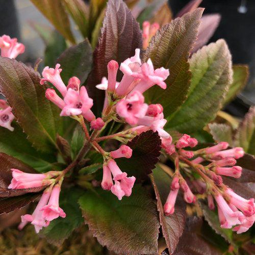 Viburnum x 'NCVX4' PP 33,229 ~ Sweet Talker® Viburnum-ServeScape