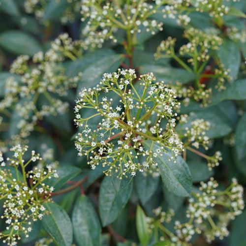 Viburnum 'NCVX3' PP33203 Yang®~ Viburnum-ServeScape