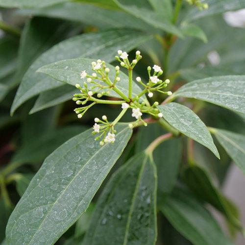 Viburnum davidii 'NCVX2' ~ Yin® Viburnum-ServeScape