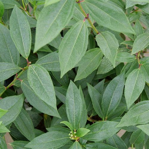 Viburnum davidii 'NCVX2' ~ Yin® Viburnum-ServeScape