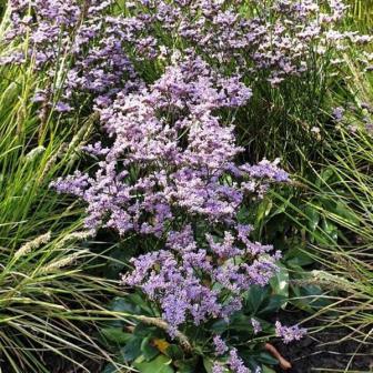 Limonium gmellinii 'STE 10' PP33,240 ~ Dazzle Rocks Sea Lavender-ServeScape