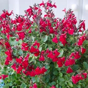 Salvia microphylla x greggii 'EGGBEN005' PP #24,151 ~ Heatwave™ Blaze Sage-ServeScape