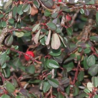 Cotoneaster dammeri ‘Streib’s Findling’~ Streib's Findling Cotoneaster-ServeScape