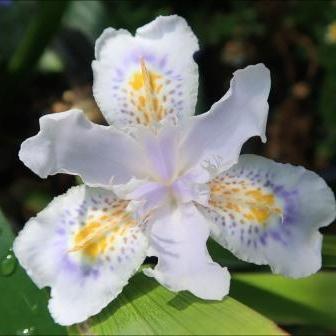 Iris japonica 'Porcelain Maiden' ~ Porcelain Maiden Fringed Iris-ServeScape