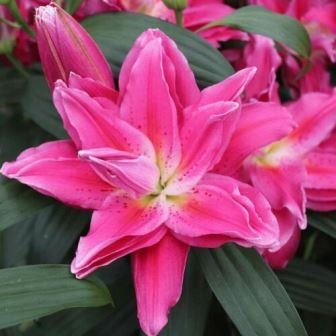 Lilium 'Roselily Julia' ~ Roselily® Julia Asiatic Lily-ServeScape