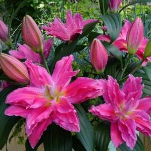 Lilium 'Roselily Julia' ~ Roselily® Julia Asiatic Lily-ServeScape