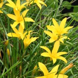 Zephyranthes flavissima ~ Yellow Rain Lily-ServeScape