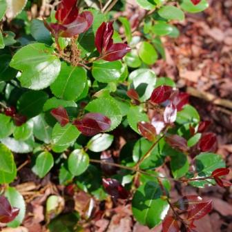 Camellia × ‘FARROWCJRF’ ~ Just Chill™ Red Tip Camellia-ServeScape