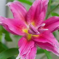 Lilium 'Roselily Elena' ~ Roselily® Elena Asiatic Lily-ServeScape