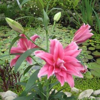 Lilium 'Roselily Elena' ~ Roselily® Elena Asiatic Lily-ServeScape