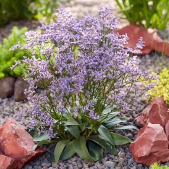 Limonium gmellinii 'STE 10' PP33,240 ~ Dazzle Rocks Sea Lavender-ServeScape