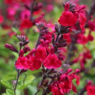 Salvia microphylla x greggii 'EGGBEN005' PP #24,151 ~ Heatwave™ Blaze Sage-ServeScape