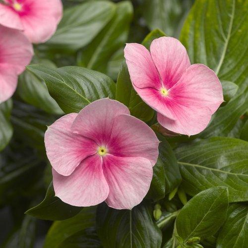 Catharanthus roseus 'Cora Cascade Shell Pink' ~ Cora® Cascade Shell Pink® Vinca-ServeScape