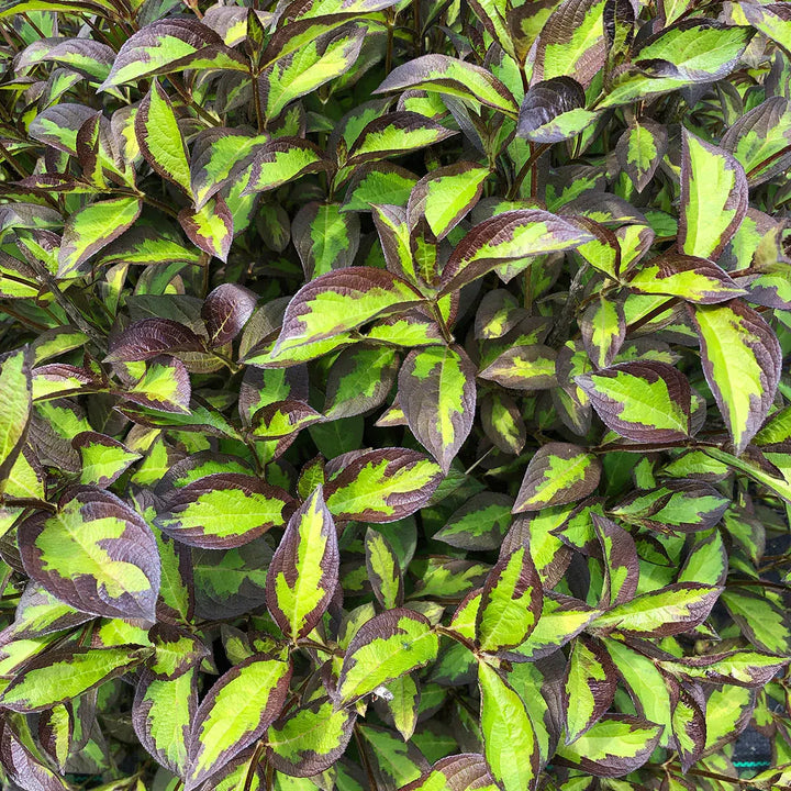 Weigela florida 'SMNWFBGV' PP34,297 ~ PW® Vinho Verde® Weigela-ServeScape