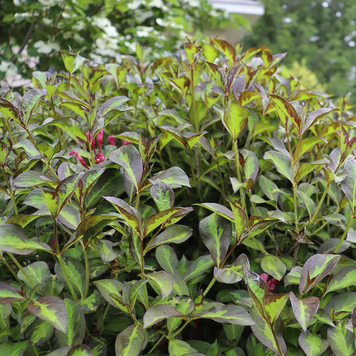 Weigela florida 'SMNWFBGV' PP34,297 ~ PW® Vinho Verde® Weigela-ServeScape