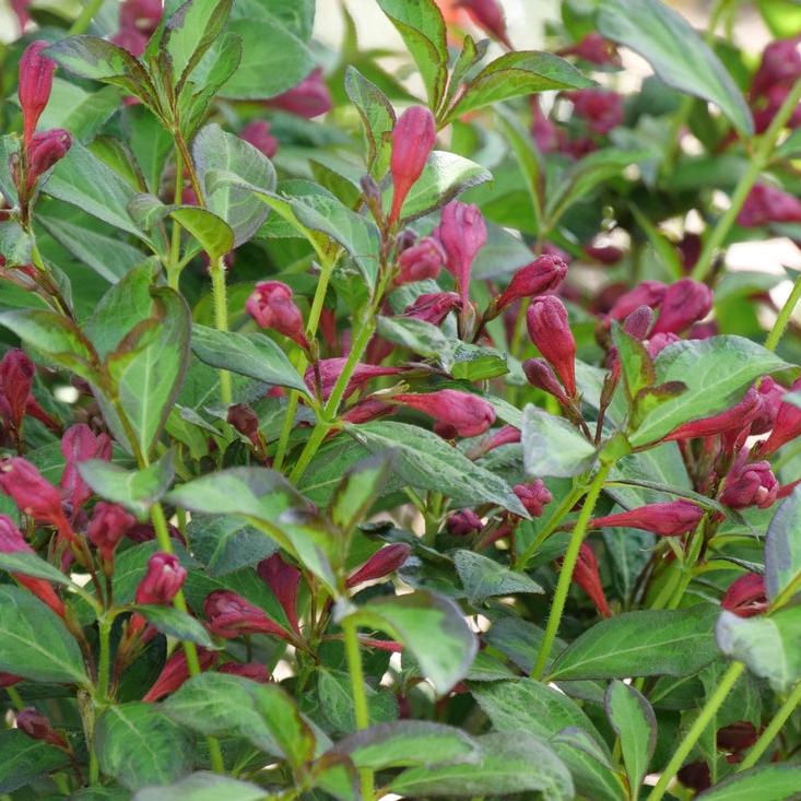 Weigela florida 'SMNWFBGV' PP34,297 ~ PW® Vinho Verde® Weigela-ServeScape