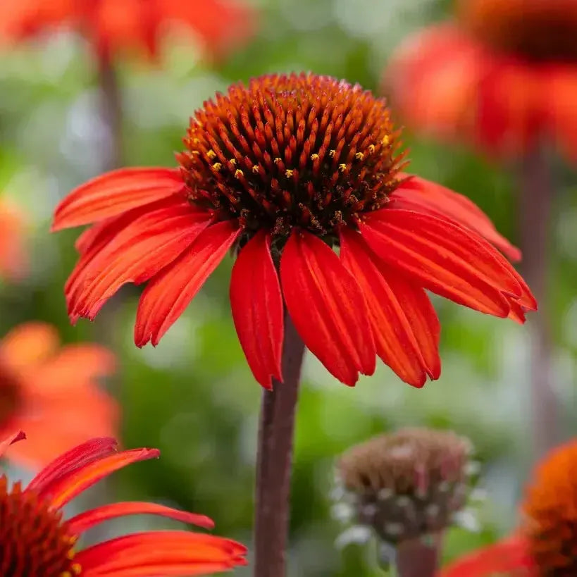 Echinacea 'Apecssired'PBR' ~ SunSeekers® Red Coneflower-ServeScape