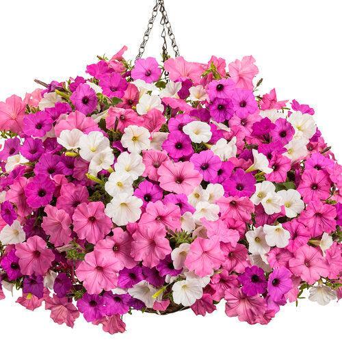 King's Greenhouse ~ PW® Vista View Combo Pot-ServeScape