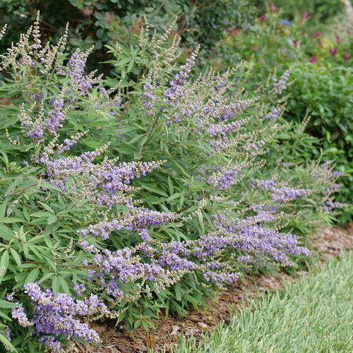 Vitex agnus-castus 'V12-2-1' ~ Rock Steady™ Chaste Tree-ServeScape