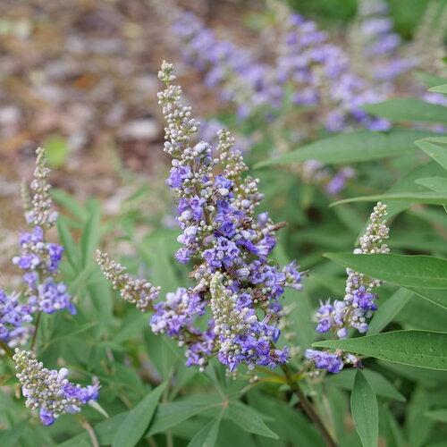 Vitex agnus-castus 'V12-2-1' ~ Rock Steady™ Chaste Tree-ServeScape