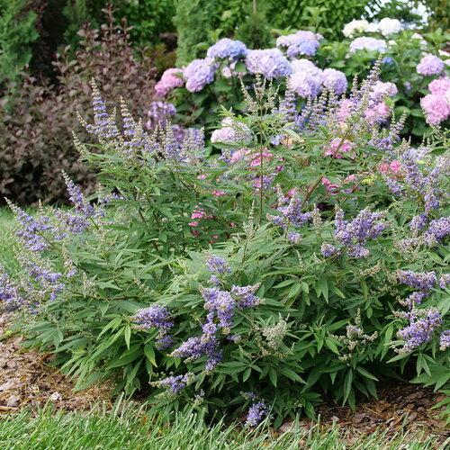 Vitex agnus-castus 'V12-2-1' ~ Rock Steady™ Chaste Tree-ServeScape