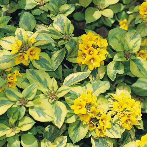 Lysimachia congestiflora 'Waikiki Sunset' ~ Waikiki Sunset Creeping Jenny-ServeScape