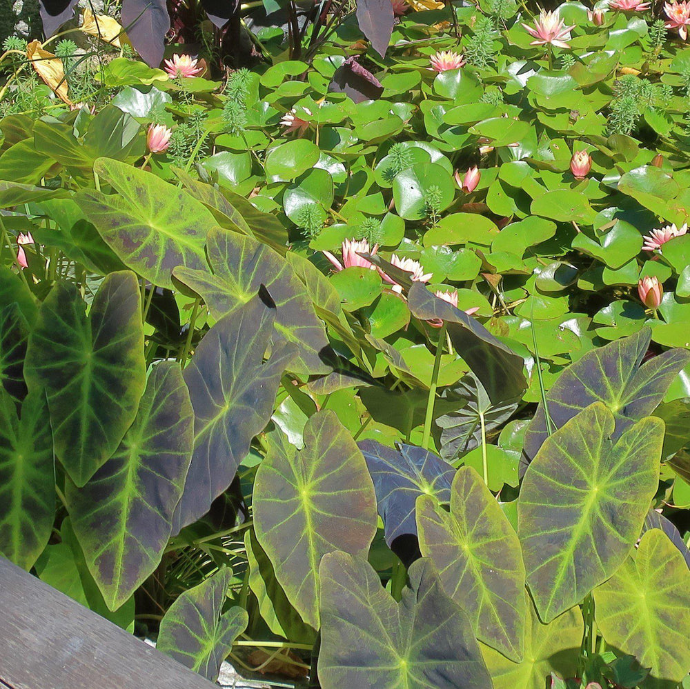 Colocasia esculenta 'Illustris' ~ Monrovia® Illustris Elephant Ear, Taro-ServeScape