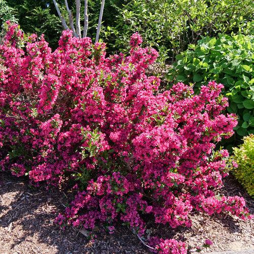 Weigela florida 'SMNW9RB' ~ Sonic Bloom® Punch Weigela-ServeScape