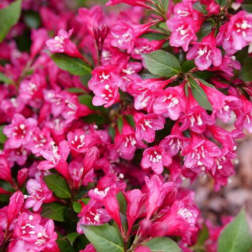 Weigela florida 'SMNW9RB' ~ Sonic Bloom® Punch Weigela-ServeScape