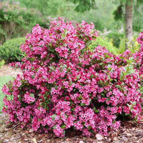 Weigela florida 'SMNW9RB' ~ Sonic Bloom® Punch Weigela-ServeScape