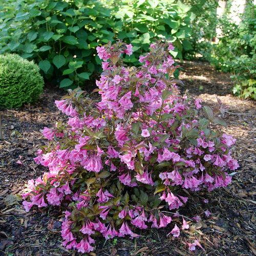 Weigela florida 'SMNWFG' ~ Sonic Bloom® Wine Weigela-ServeScape