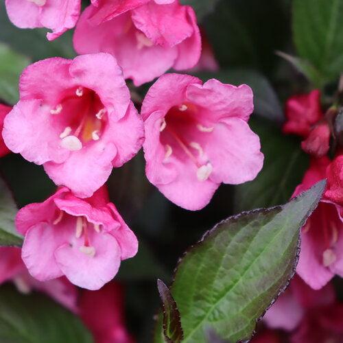 Weigela florida 'SMNWFG' ~ Sonic Bloom® Wine Weigela-ServeScape